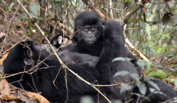 Updated List Of Gorilla Families And Permits Available In Ruhija Region