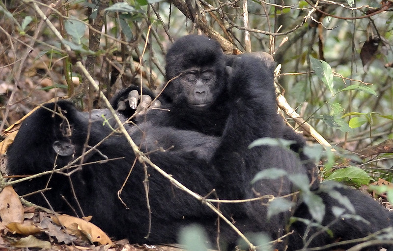 Updated List Of Gorilla Families And Permits Available In Ruhija Region