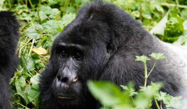 Updated List Of Gorilla Families And Permits Available In Rushaga Region