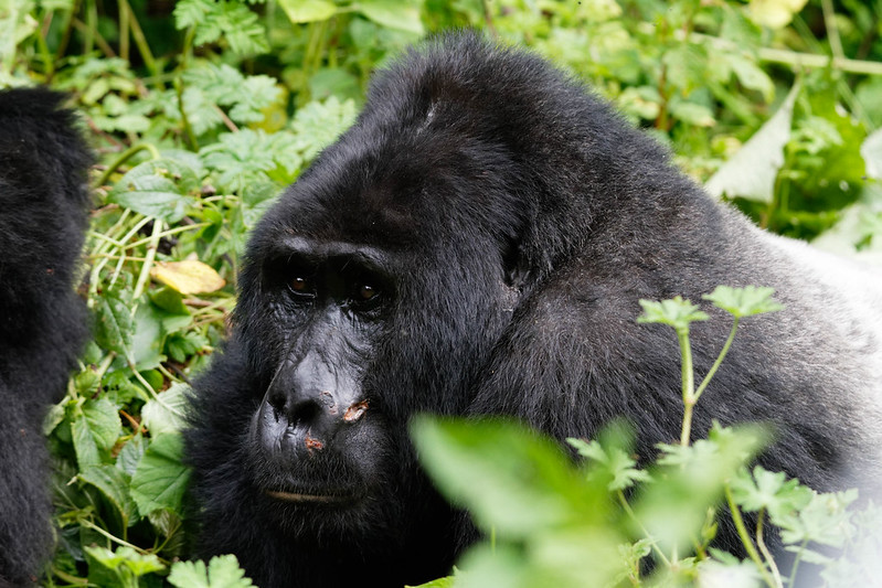 Updated List Of Gorilla Families And Permits Available In Rushaga Region