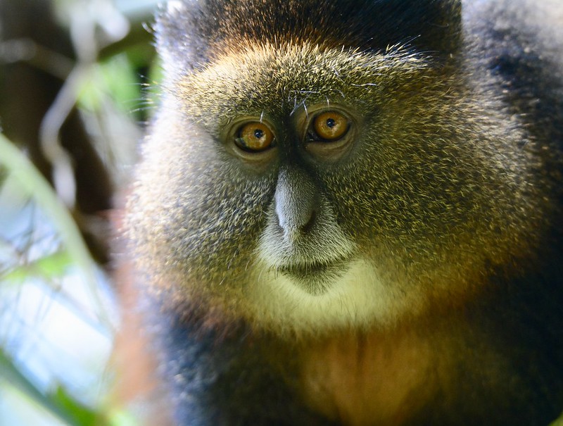 What to expect on a Golden Monkey trekking safari in Mgahinga National Park