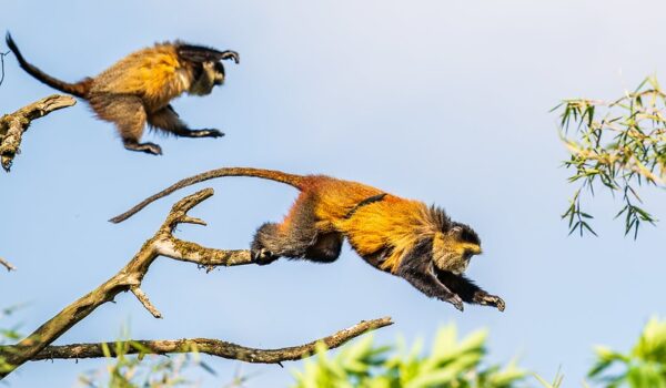 What To Expect On A Golden Monkey Trekking Safari In Volcanoes National Park In 2025-2026