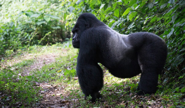 What To Expect On A Gorilla Trek In Mgahinga National Park