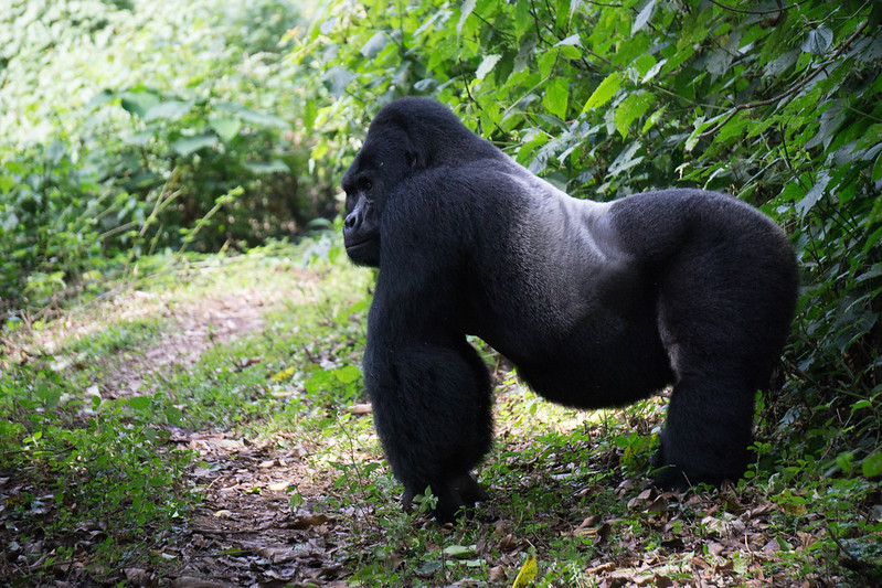 What To Expect On A Gorilla Trek In Mgahinga National Park