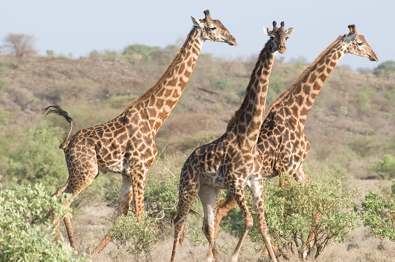 Where To See Giraffes In Africa – The 10 Best Places To Go