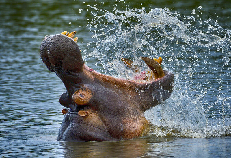 Where To See Hippos In Africa – The 12 Best Places To Go