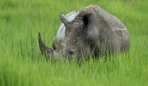 Where To Go On A Safari Before Or After A Conference In Uganda