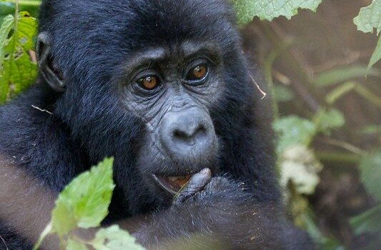 Why Does Rwanda Not Have Gorilla Habituation Experience In Volcanoes National Park