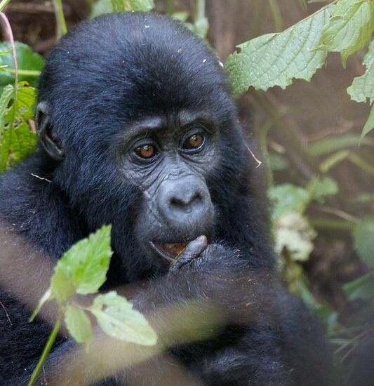 Why Does Rwanda Not Have Gorilla Habituation Experience In Volcanoes National Park