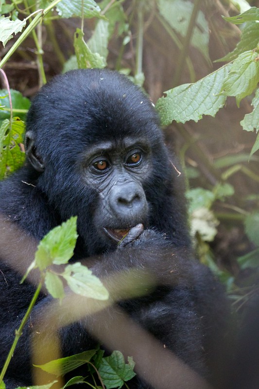 Why Does Rwanda Not Have Gorilla Habituation Experience in Volcanoes National Park