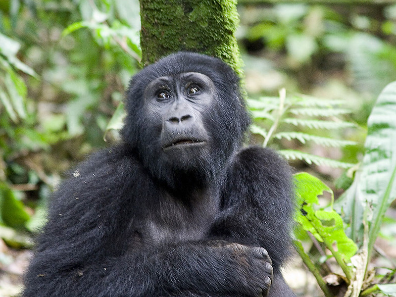 Why You Should Plan to Do Gorilla Habituation Experience In 2025-26