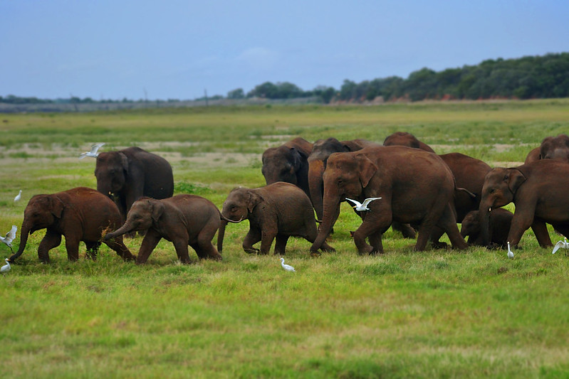 10 Considerations For Families Going On Safari