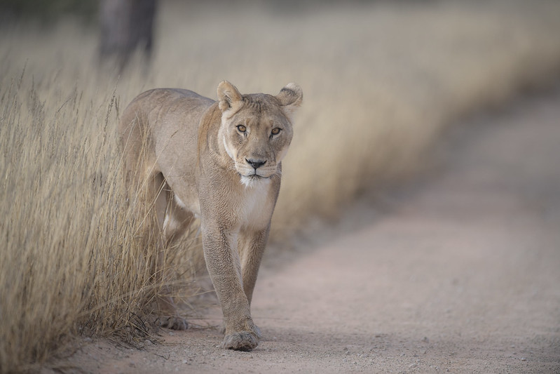 10 Interesting Kalahari Desert Facts