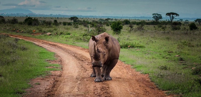 10 Travel Tips When Going On An African Safari