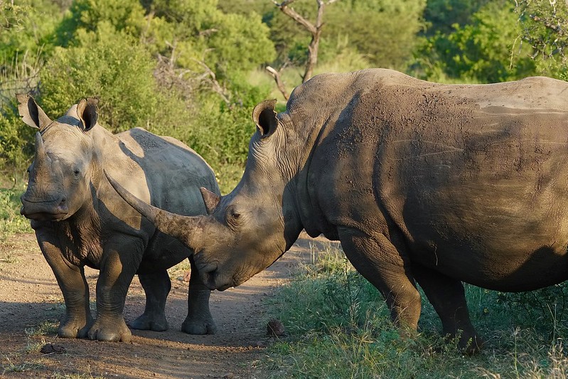 15 African Safari Photography Tips