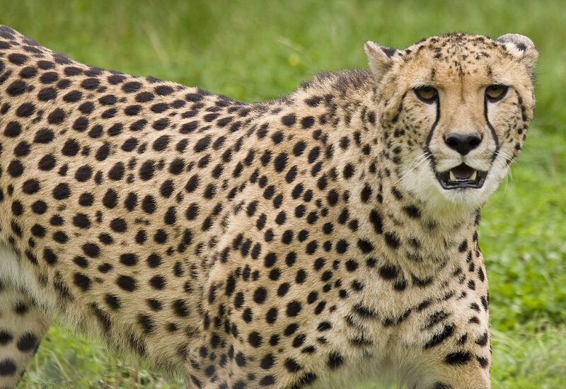 5 Fascinating Facts About The Cheetah