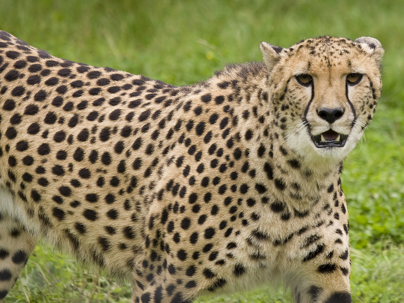 5 Fascinating Facts About the Cheetah