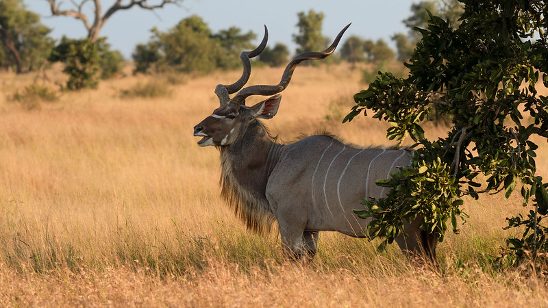 5 Fabulous Facts Of The Greater Kudu (Tragelaphus Strepsiceros)