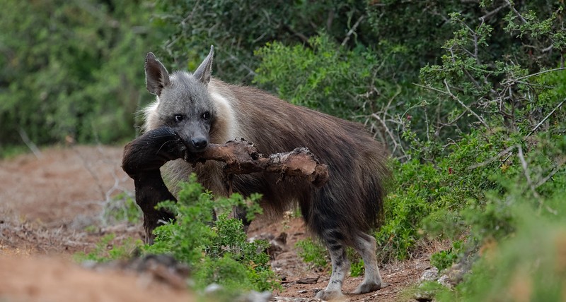 5 Fascinating Facts About Brown Hyena