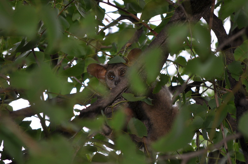 5 Fascinating Facts About Bushbabies