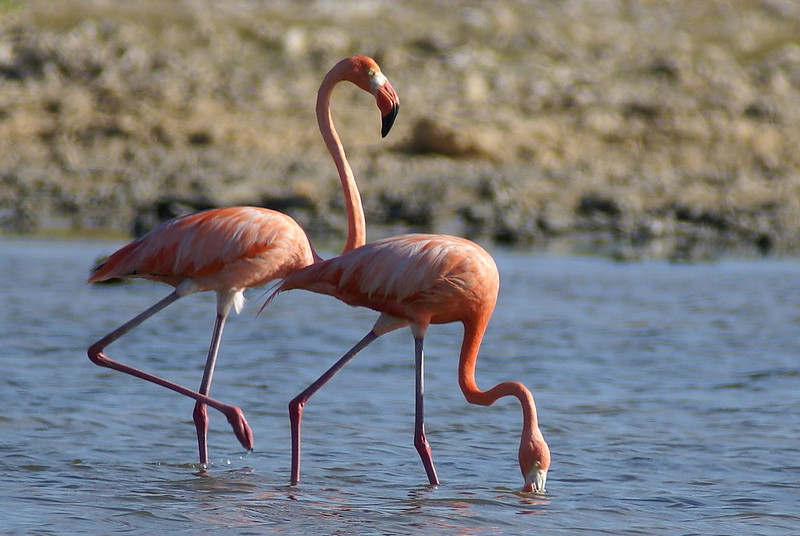 5 Fascinating Facts About Flamingos (Phoenicopteridae)