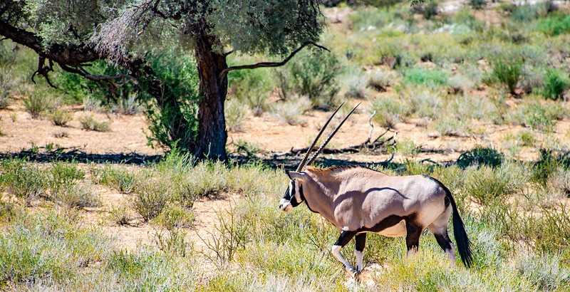 5 Fascinating Facts About Gemsbok (Oryx Gazella)