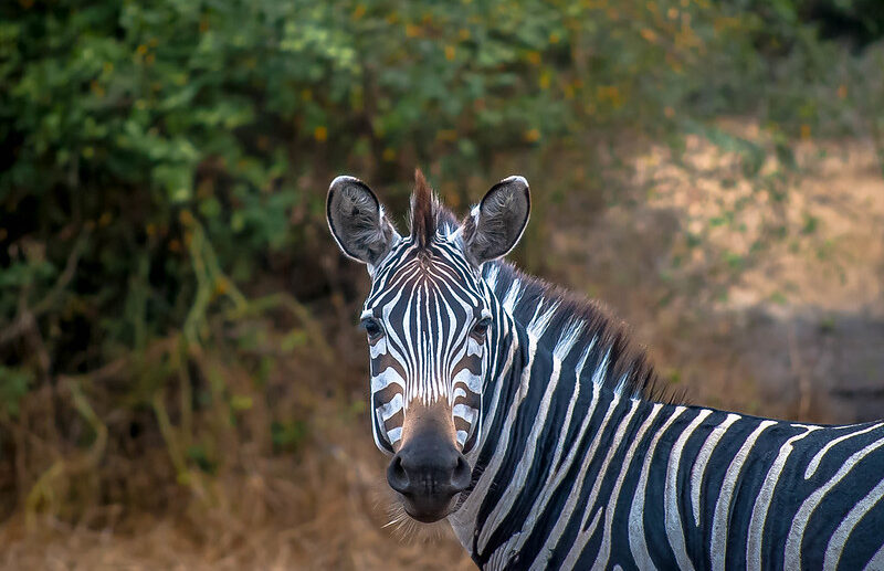 5 Fascinating Facts About Plains Zebra