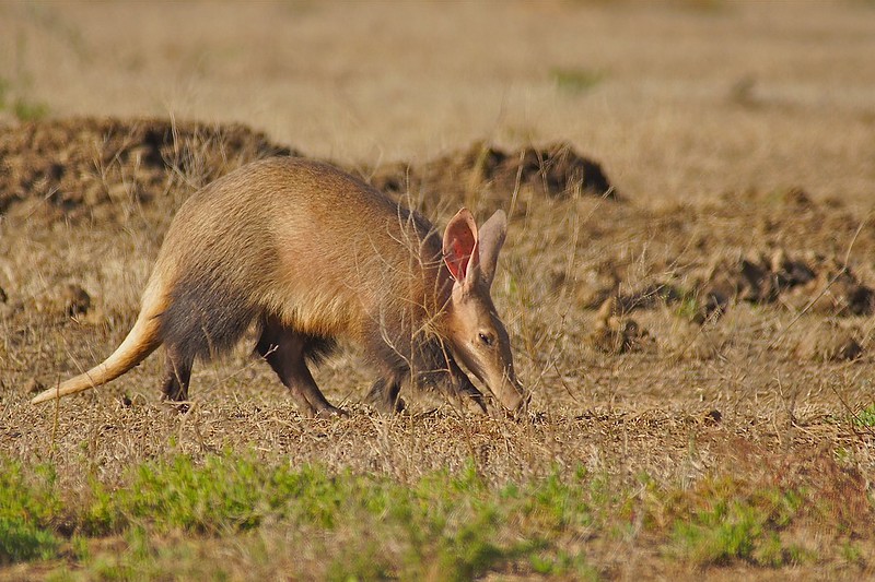 5 Fascinating Facts About The Aardvark