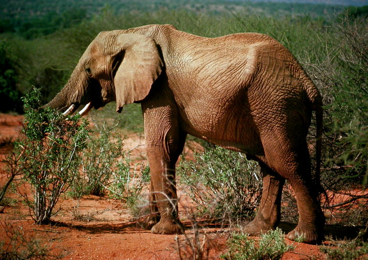 5 Fascinating Facts About The African Elephant