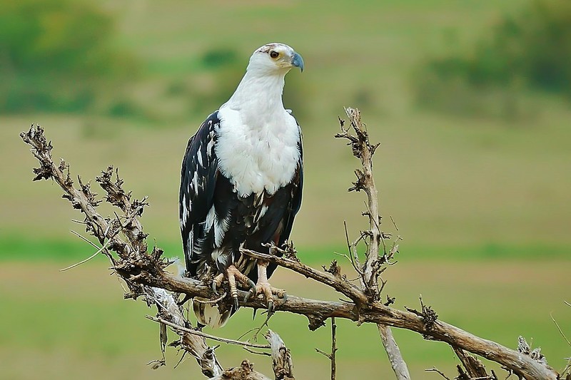 5 Fascinating Facts About The African Fish Eagle