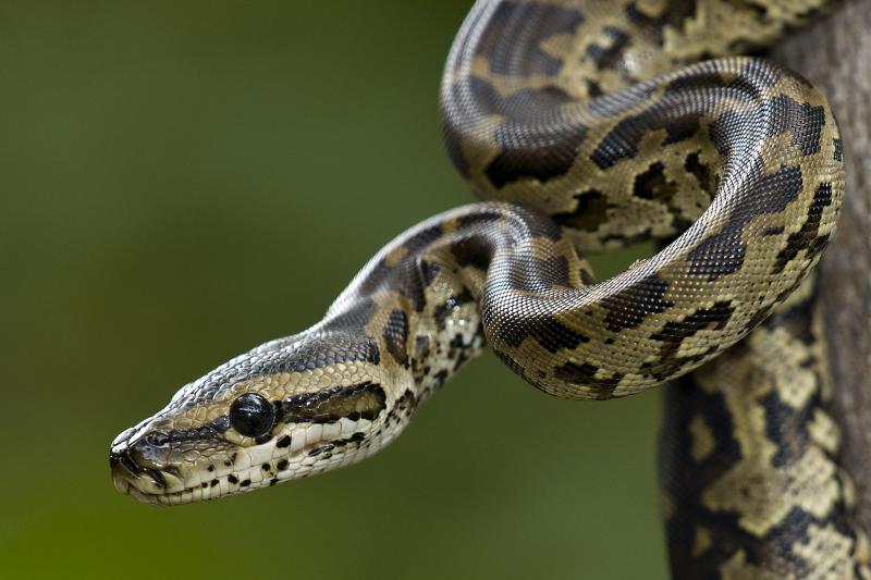 5 Fascinating Facts About The African Rock Python