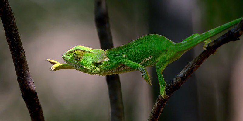 5 Fascinating Facts About The Flapneck Chameleon