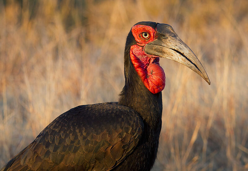 5 Fascinating Facts About The Ground Hornbill