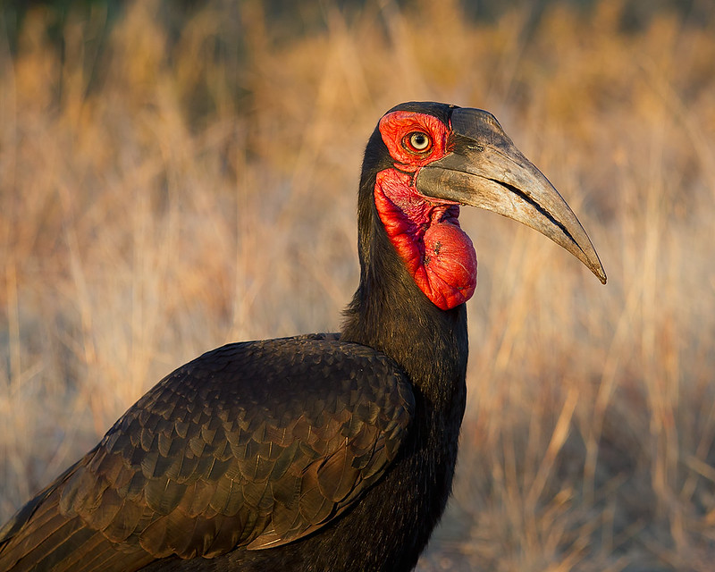 5 Fascinating Facts About the Ground Hornbill