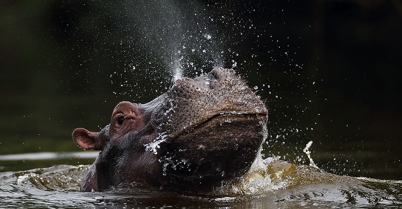 5 Fascinating Facts About The Hippo