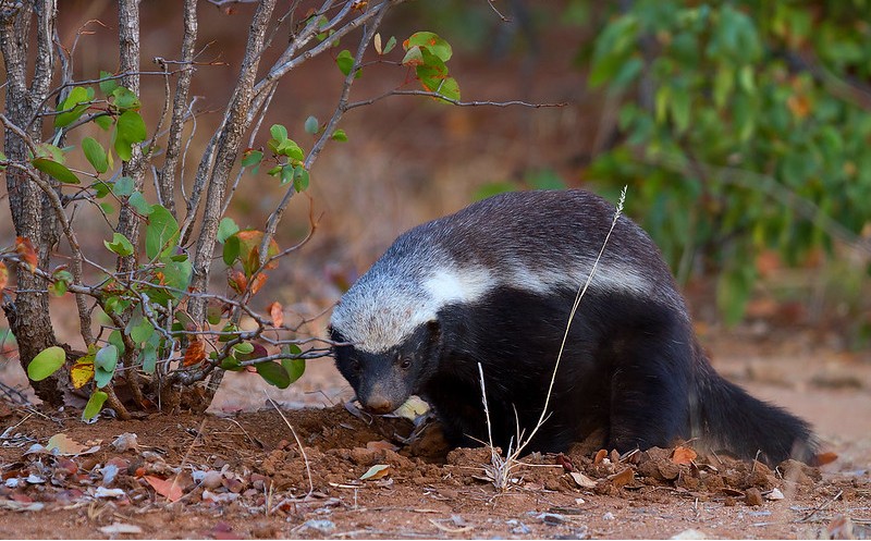 5 Fascinating Facts About The Honey Badger