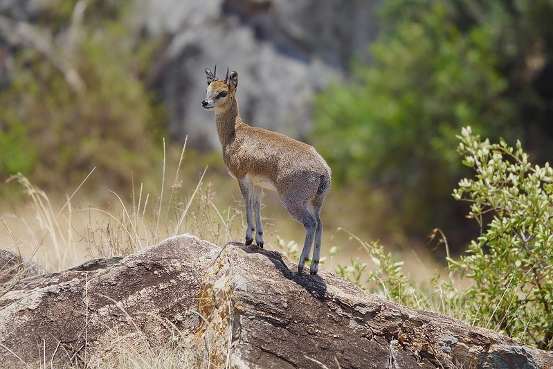 5 Fascinating Facts About The Klipspringer