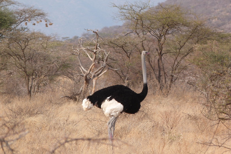 5 Fascinating Facts About The Ostrich