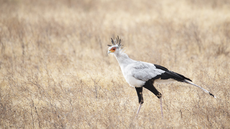 5 Fascinating Facts About The Secretary Bird (Sagitarius Serpentarius)