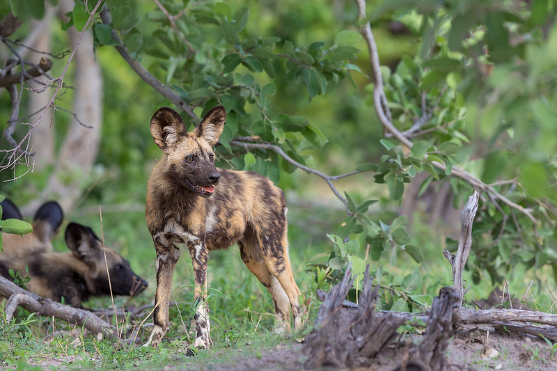 5 Interesting Facts About The African Wild Dog (Lycaon Pictus)