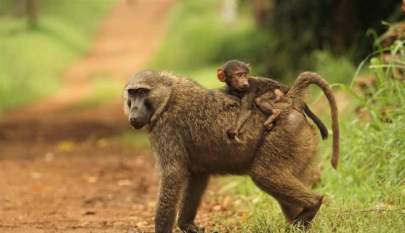 5 Interesting Facts About The Baboon (Papio Papio)