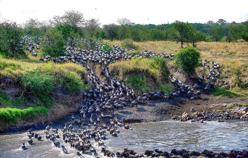 A Wildebeest River Crossing In The Serengeti