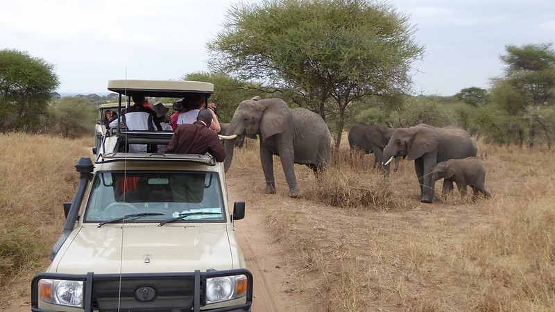 Best Southern Circuit Safaris In Tanzania