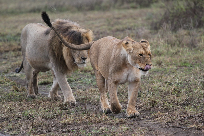 Four South African Parks In The Top 10 Best Safari Parks Of Africa