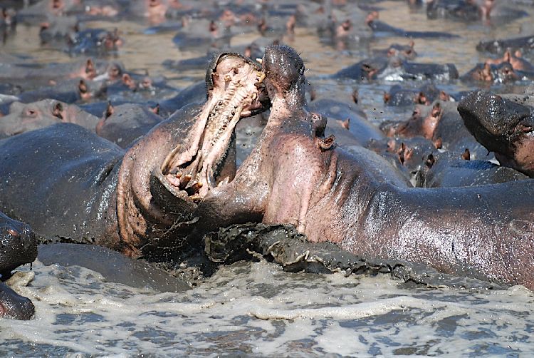 Hippos In Katavi National Park