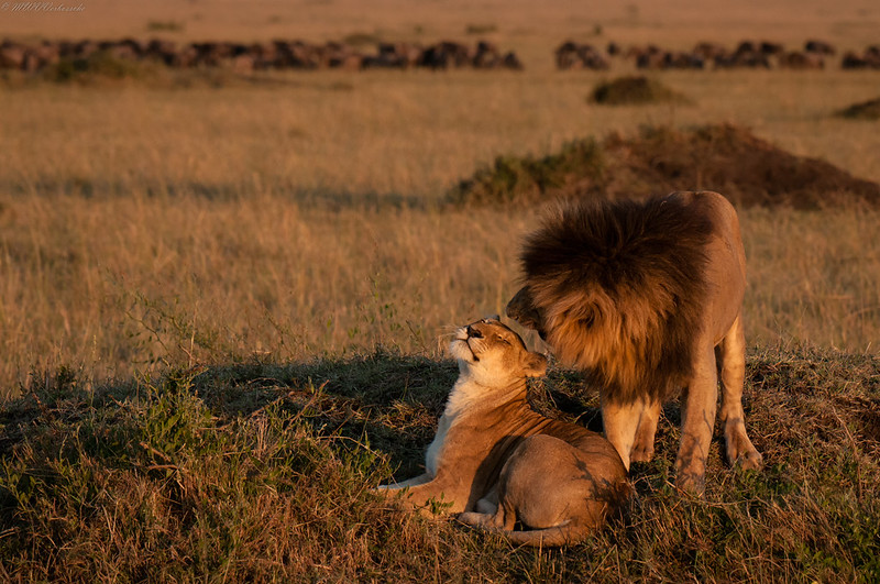 The Masai Mara Conservancies