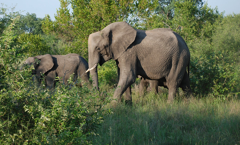 Top 5 Best Game Reserves For Safaris Near Cape Town