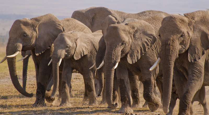 Where To See Elephants In Africa – The Top 5 Best Safari Destinations To See Elephants