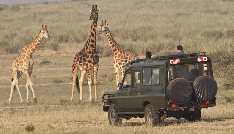 10 Best African Safari Parks And Destinations