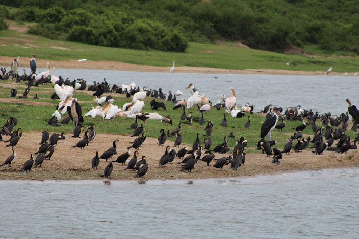7-Days Uganda Birding Safari